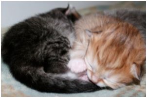 Siberian Kitten Litter with their Siberian Cat Parents