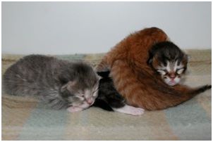 Siberian Kitten Litter with their Siberian Cat Parents