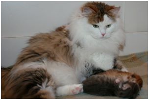 Siberian Kitten Litter with their Siberian Cat Parents