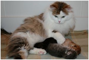 Siberian Kitten Litter with their Siberian Cat Parents