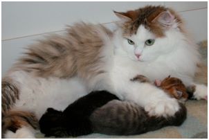 Siberian Kitten Litter with their Siberian Cat Parents