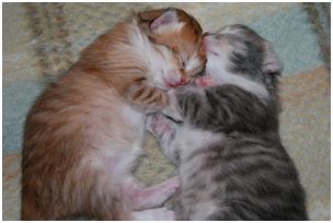 Siberian Kitten Litter with their Siberian Cat Parents