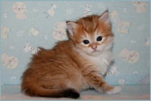 Female Siberian Kitten from Deedlebug Siberians