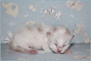 Male Siberian Kitten from Deedlebug Siberians