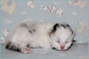 Female Siberian Kitten from Deedlebug Siberians