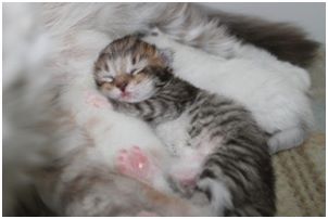 Siberian Kitten Litter with their Siberian Cat Parents