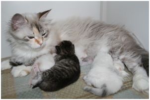 Siberian Kitten Litter with their Siberian Cat Parents