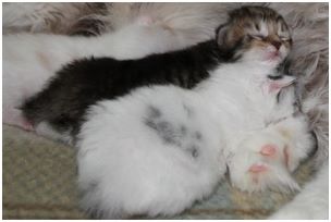 Siberian Kitten Litter with their Siberian Cat Parents