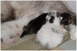 Siberian Kitten Litter with their Siberian Cat Parents