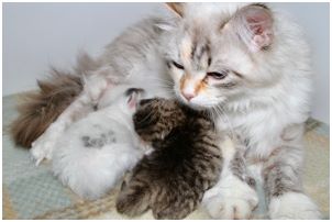 Siberian Kitten Litter with their Siberian Cat Parents