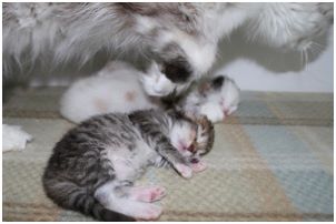 Siberian Kitten Litter with their Siberian Cat Parents