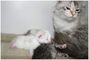 Siberian Kitten Litter with their Siberian Cat Parents