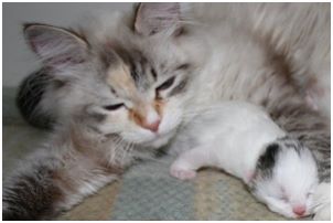 Siberian Kitten Litter with their Siberian Cat Parents