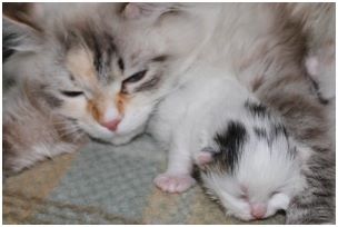 Siberian Kitten Litter with their Siberian Cat Parents