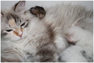 Siberian Kitten Litter with their Siberian Cat Parents