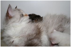 Siberian Kitten Litter with their Siberian Cat Parents