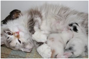 Siberian Kitten Litter with their Siberian Cat Parents