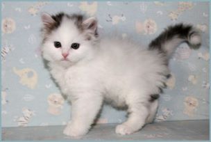 Female Siberian Kitten from Deedlebug Siberians