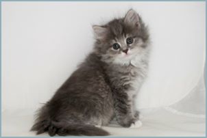 Female Siberian Kitten from Deedlebug Siberians