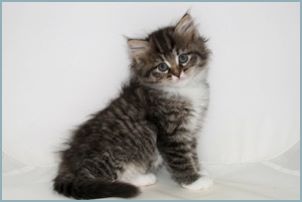 Female Siberian Kitten from Deedlebug Siberians