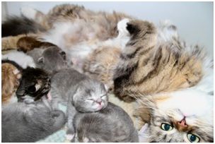 Siberian Kitten Litter with their Siberian Cat Parents