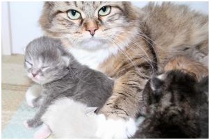 Siberian Kitten Litter with their Siberian Cat Parents