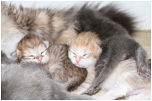 Siberian Kitten Litter with their Siberian Cat Parents