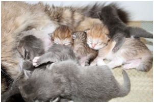 Siberian Kitten Litter with their Siberian Cat Parents