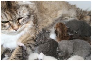 Siberian Kitten Litter with their Siberian Cat Parents