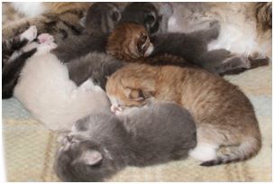 Siberian Kitten Litter with their Siberian Cat Parents