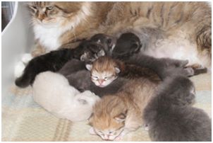 Siberian Kitten Litter with their Siberian Cat Parents