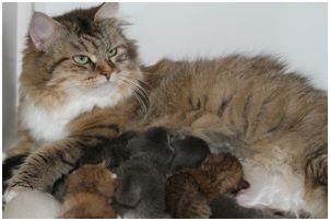 Siberian Kitten Litter with their Siberian Cat Parents