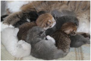 Siberian Kitten Litter with their Siberian Cat Parents