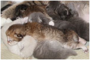 Siberian Kitten Litter with their Siberian Cat Parents