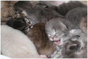 Siberian Kitten Litter with their Siberian Cat Parents