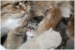 Siberian Kitten Litter with their Siberian Cat Parents