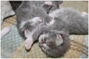 Siberian Kitten Litter with their Siberian Cat Parents