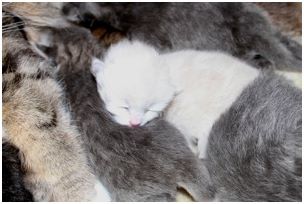 Siberian Kitten Litter with their Siberian Cat Parents