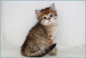 Male Siberian Kitten from Deedlebug Siberians