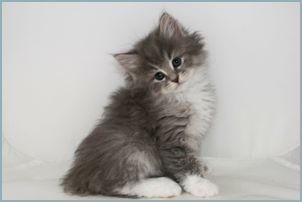 Male Siberian Kitten from Deedlebug Siberians