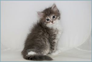 Male Siberian Kitten from Deedlebug Siberians