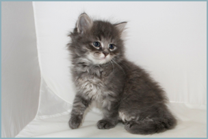 Male Siberian Kitten from Deedlebug Siberians