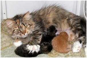 Siberian Kitten Litter with their Siberian Cat Parents