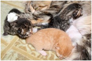 Siberian Kitten Litter with their Siberian Cat Parents