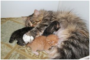 Siberian Kitten Litter with their Siberian Cat Parents