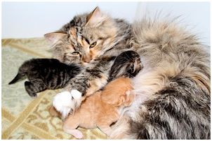 Siberian Kitten Litter with their Siberian Cat Parents