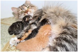 Siberian Kitten Litter with their Siberian Cat Parents