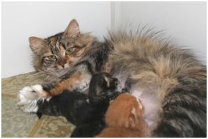 Siberian Kitten Litter with their Siberian Cat Parents