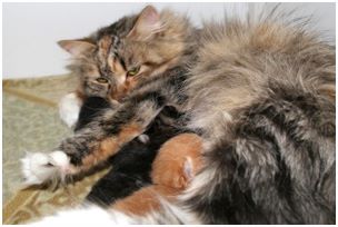 Siberian Kitten Litter with their Siberian Cat Parents