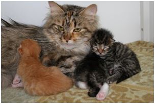 Siberian Kitten Litter with their Siberian Cat Parents